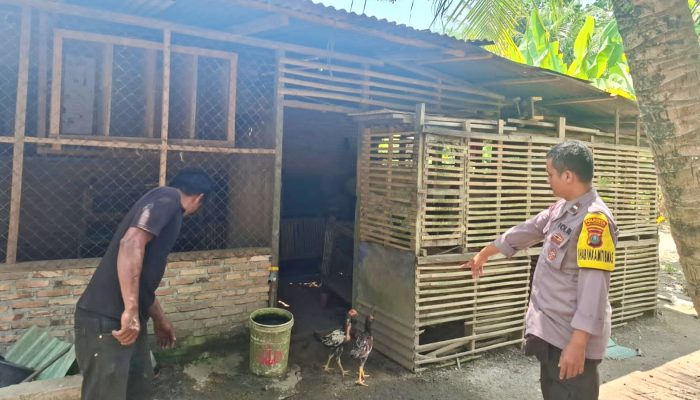 Polsek Pantai Labu Gerebek Lokasi Judi Sabung Ayam